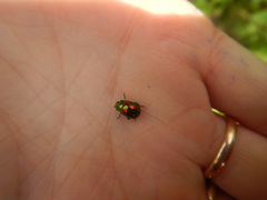 Chrysolina fastuosa