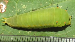 Graphium angolanus angolanus