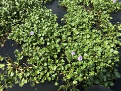 Pontederia crassipes