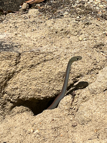 Yellow-faced Whipsnake sighting