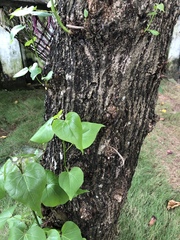 Thespesia populnea