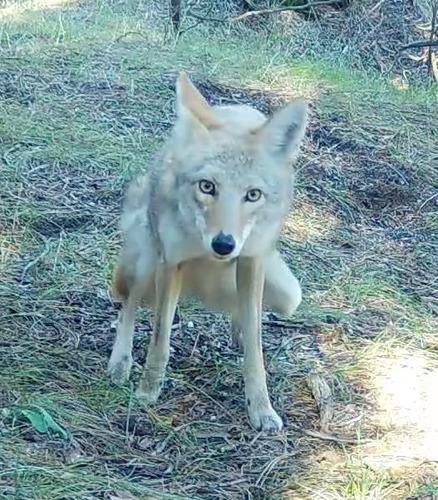 Coyote photographed in Nebraska