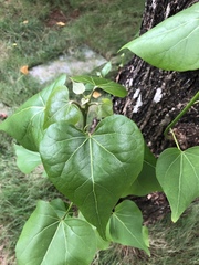 Thespesia populnea