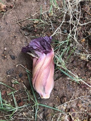 Thespesia populnea