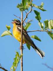 Emberiza flaviventris kalaharica