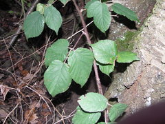 Rubus condensatus