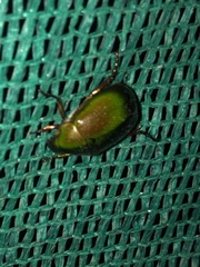 Anomala