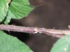 Rubus condensatus