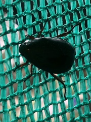 Anomala