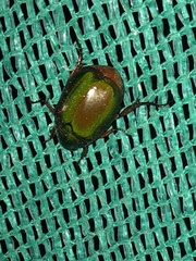 Anomala