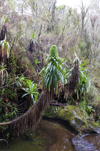 Gin-and-tonic Lobelia (Lobelia deckenii)