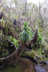 Lobelia deckenii