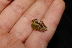 Phyllonorycter belotella