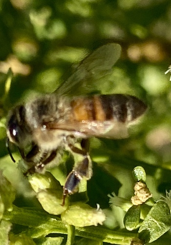 iNaturalist observation photo of Western Honey Bee