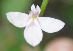 Lobelia patula
