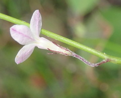 Lobelia patula