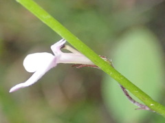 Lobelia patula