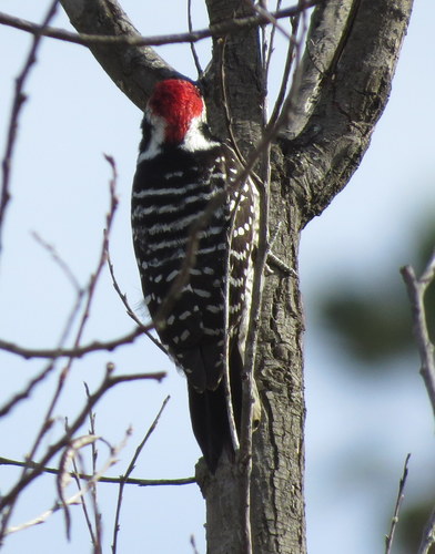 Nuttall's Woodpecker, photo 5 of 7