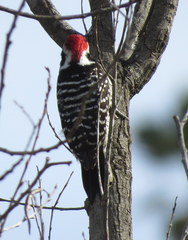 Nuttall's Woodpecker photo 4