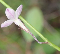 Lobelia patula
