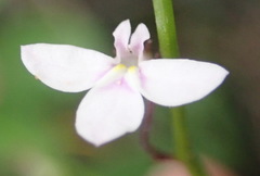 Lobelia patula