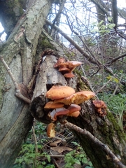 Fungi