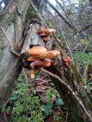 Fungi