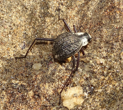 Stenocara gracilipes