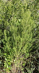 Phylica axillaris axillaris