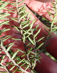 Phylica axillaris axillaris