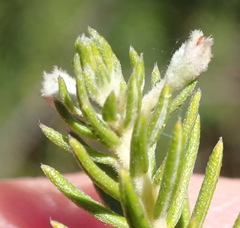 Phylica axillaris axillaris