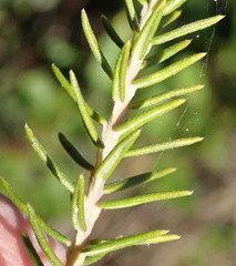 Phylica axillaris axillaris
