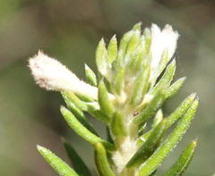Phylica axillaris axillaris