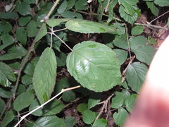 Rubus macrophyllus