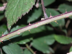 Rubus macrophyllus