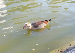 Alopochen aegyptiaca