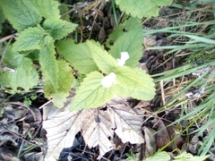 Lamium album