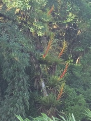 Vriesea altodaserrae