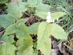 Lamium album