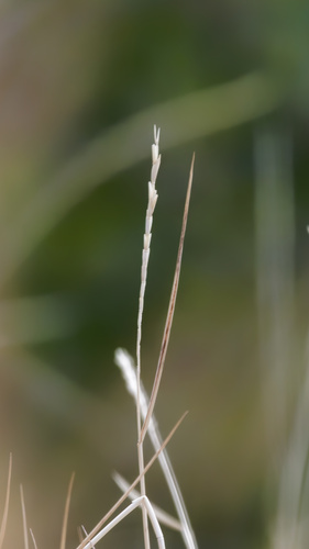 nuttall's alkali grass (Puccinellia nuttalliana)
