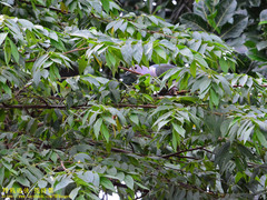 Ducula aenea pusilla