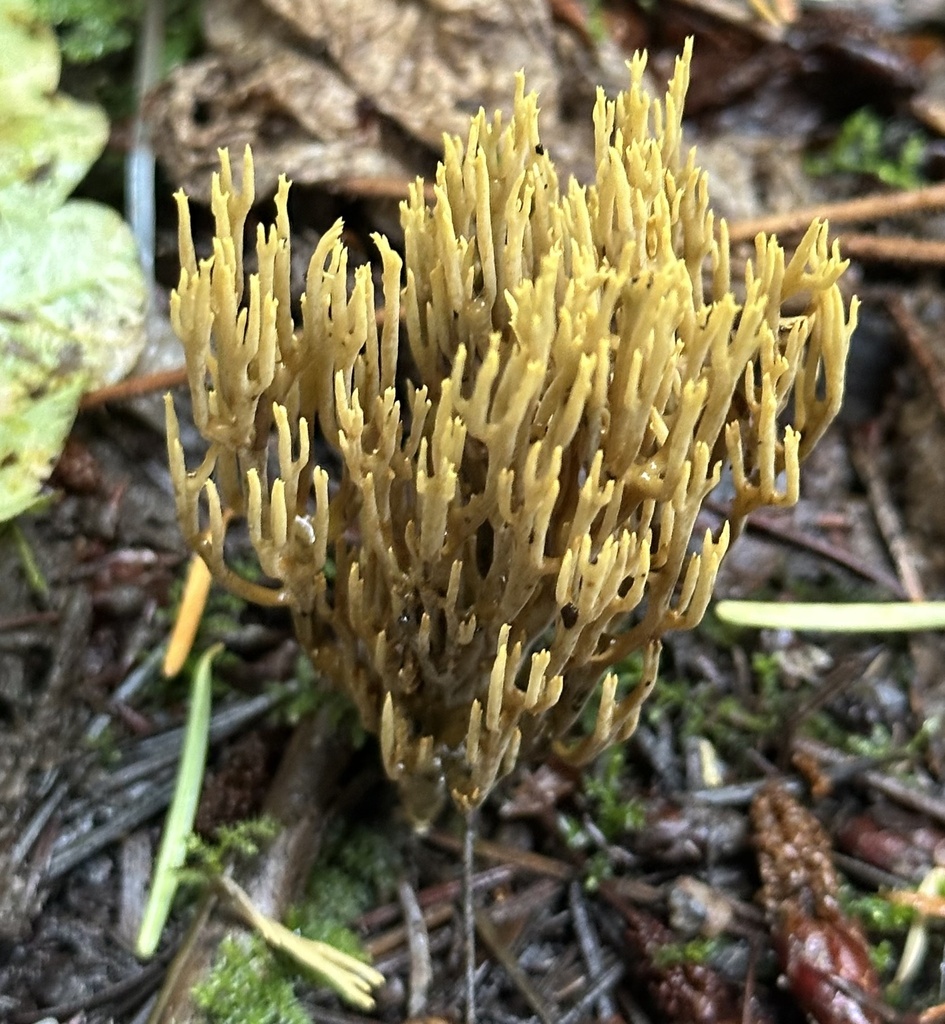 Ramaria stricta · November 2025 · photo: © junebuggie97 (iNaturalist, cc-by)