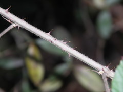 Rubus conspicuus