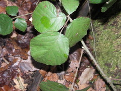 Rubus conspicuus