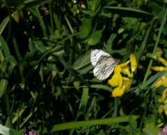 Aporia leucodice
