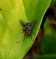 Stomoxys calcitrans
