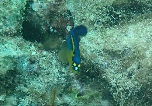 Bluebarred dottyback (Pseudochromis cyanotaenia) — Pseudochromidae — 4
