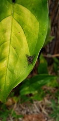 Stomoxys calcitrans