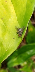 Stomoxys calcitrans