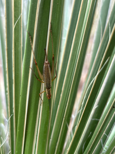 Western Tree Cricket
